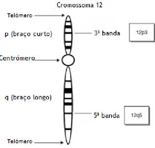 Figura  6.  Estrutura  básica  de  um  cromossoma  e  nomenclatura.  O  centrómero  tem  o  papel  importante  durante a divisão celular