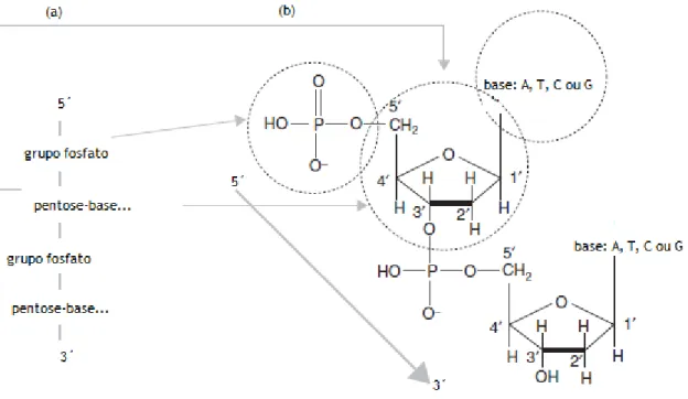 Figura  7.  Componentes  básicos  do  ADN:  (a)  representação  esquemática  do  esqueleto  do  ADN,  onde  as  bases se ligam à molécula do açúcar, (b) estrutura química das moléculas de fosfato e açúcar ilustrando a  enumeração  dos  átomos  de  carbono