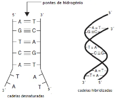 Figura 8. Emparelhamento das bases para formar a dupla hélice da molécula do ADN. Adaptado de Butler  (2010)