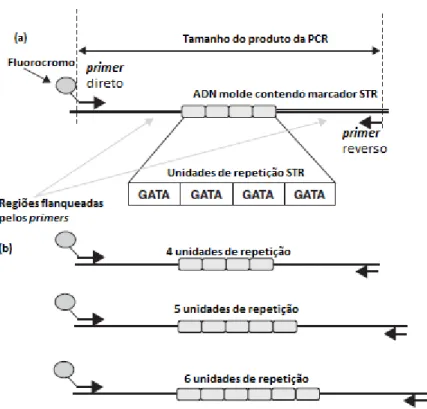 Figura 10.  Tipos de microssatélites (STR). (a) Iniciadores da PCR (Primers) marcados com fluorocromos,  flanqueiam  os  limites  da  sequência  (Flanking  Regions);  (b)  O  número  de  unidades  de  repetições  é  variável, tornando os STRs marcadores ef