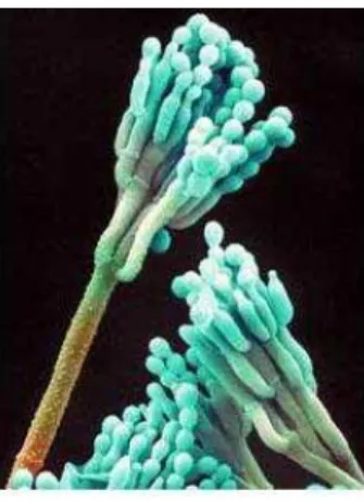 Figura 2.2 Estrutura microscópica de fungo filamentoso do gênero Peniccilium (DOCTORFUNGUS, 2010)