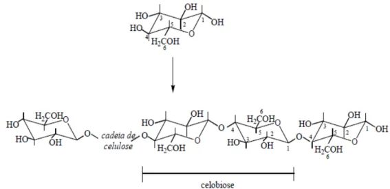 Figura 2.5 Ilustração da estrutura da celulose a partir de unidade de D-glicose, destacando a celobiose,  polímero linear de D-glicose ligado por ligações glicosídicas β (1→4) (ZHANG; LYND, 2004)