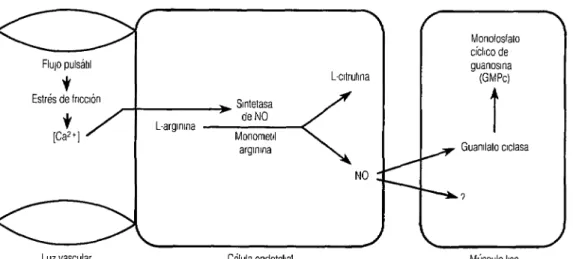 FIGURA 1.  Mecanismo fisiológico de liberacián de óxido nftrico (NO) derivado del endotelio vascular,  propuesto por los autores 