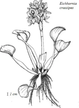 Figure 1.10. Water hyacinth (Eichhornia crassipes) (IFAS, Center for aquatic plants, University  of Florida, Gianesville, 1996.) 