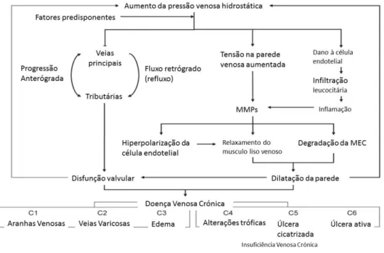 Figura 1 Mecanismos da formação de veias varicosas. Adaptado de Raffetto et al. Mechanisms of  varicose vein formation, 2008
