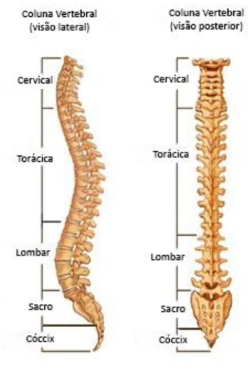 Figura 9- Coluna vertebral humana e nomenclatura de suas divisões   (Fonte: Adaptação de K