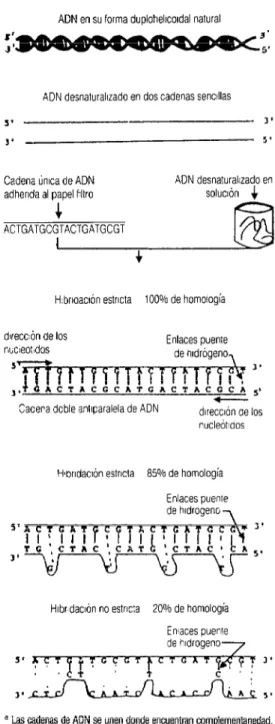 FIGURA  2. Hibtidadón de ácidos nucleicosa 