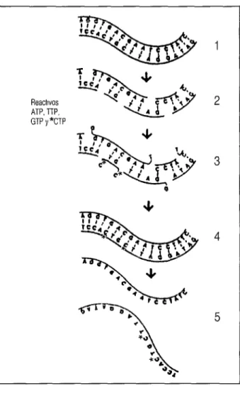 FIGURA  4. Marcado del AUN por síntesis y reparación (ni&amp;  bamhfíu~). Explicación en la p