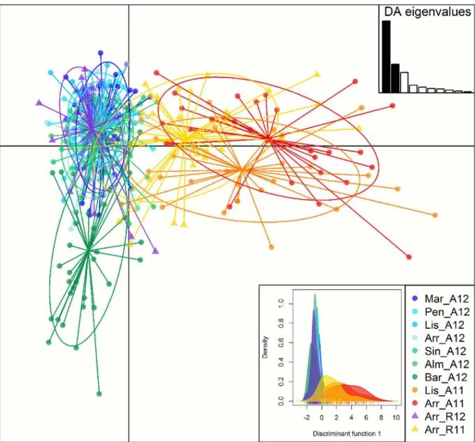 Fig 3. Scatterplot of the DAPC. Individual adult genotypes are represented in dots and recruit genotypes in triangles