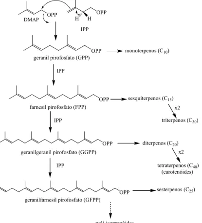 Tabela 1 - Classificação dos terpenos em função de unidades de isopreno. 