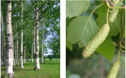 Figura 1 - Tronco, folhas e amentilhos de Betula celtiberica [9,10]. 