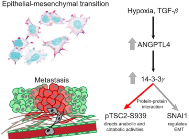 Figure 1 ANGPTL4:14-3-3 signaling axis integrates protein – protein interactome with kinome network to synchronize cancer cell metabolic activities in EMT