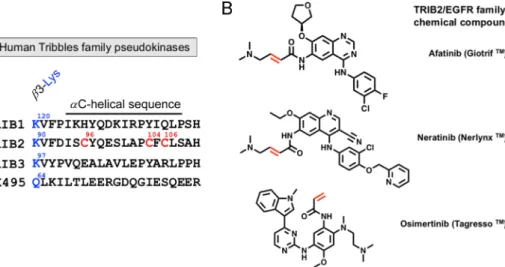 Figure 2 Schematic depiction of substrate-induced activation of TRIB1. In the substrate-free state, TRIB1 is able to sequester its own C-terminal COP1-binding motif