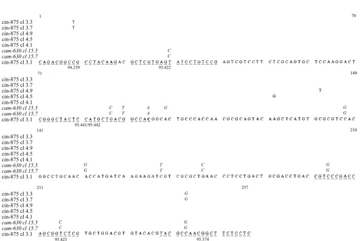 Fig. 1. Aminoacid sequence of cinnamomin. Location and sequence of degenerated primers (94.239 ; 95.374), used for PCR amplification, are shown
