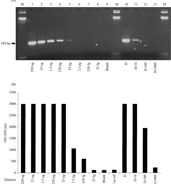 Fig. 4. Detection of amplified P. cinnamomi DNA by agarose gel electrophoresis (A) and by colorimetric hybridization assay (B).