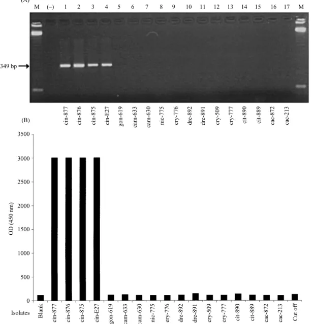Fig. 5. Specificity analysis of P. cinnamomi: 2 % agarose gel electrophoresis of PCR amplified DNA (A) and colorimetric hybridization assay (B)