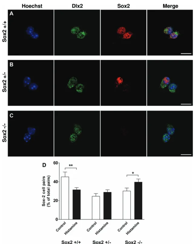 Figure 3. Histamine induces a reduction of the Sox2-positive stem-like population and an increase of Sox2-negative progenitor cells