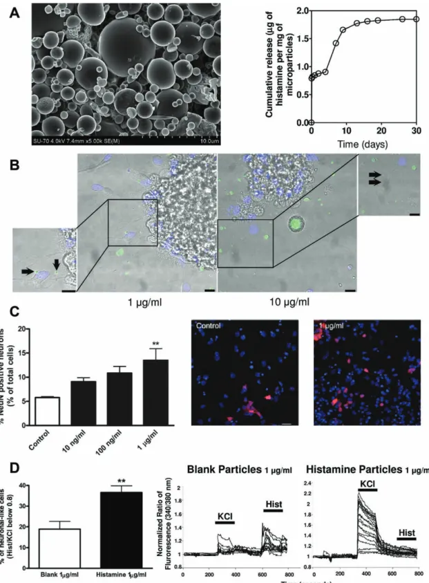 Figure 5. Histamine released from microparticles induces neuronal differentiation in vitro