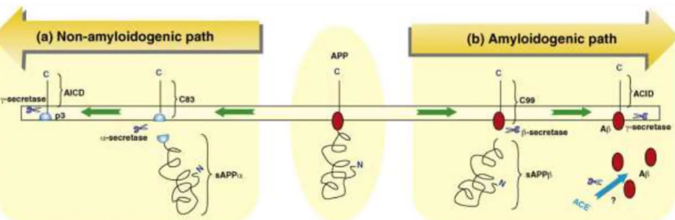 Figura 1.4 – Vias de processamento da APP. Esta é predominantemente sujeita ao processamento não- não-amiloidogénico (a), em que a α secretase cliva a APP formando um péptido que não tem capacidade de  agregar