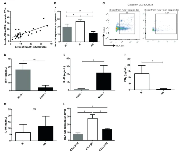 FIGURE 4 | The profile of HLA-DR expression and cytokine production of intratumor CTLs is maintained in systemic CTLs