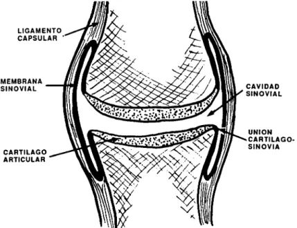 Figura 3: Anatomía de una articulación diartrósica 