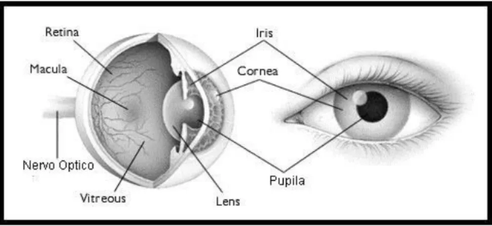 Figura 17: Corte transversal do Olho Humano. 