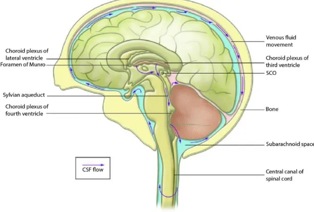 Figure 1 – Anatomical location of the choroid plexus (CP) in brain and cerebrospinal fluid (CSF) flow