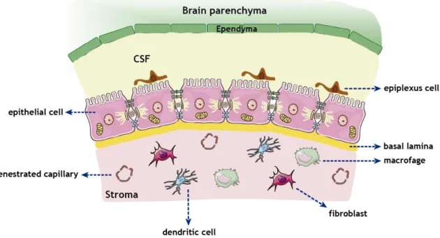 Figure  2  -  Morphological  illustration  of  CP  and  its  cellular  structure.  The  CP  extends  from  the  ependymal  cell  layer  of  the  ventricular  wall  forming  a  continuous  strand  of  cuboidal  epithelial  cells  resting  upon  a  basal  la