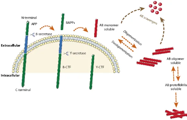 Figure  3  -  Illustrative  pathway  of  Aβ  formation  and  metabolism  in  the  brain
