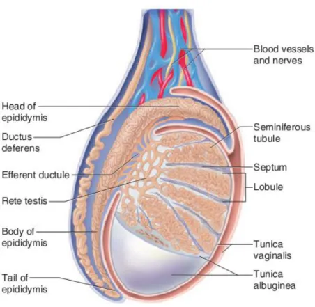 Figure 1 - Schematic representation of the mammalian testis and epididymis. The testis is encased by  two tissue layers, from the inside to the outside, tunica albuginea and tunica vaginalis