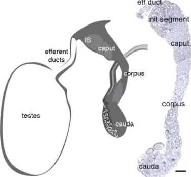 Figure 6 - Schematic and histological representation of the male reproductive tract and excurrent  ducts