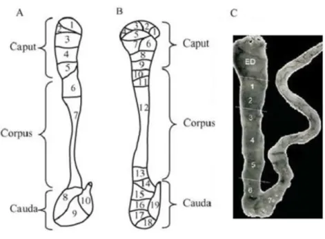 Figure 7 - Segmental structure of the epididymis. Typical schematic patterns of mouse (A) rat (B) and  human epididymal segmentation (C)