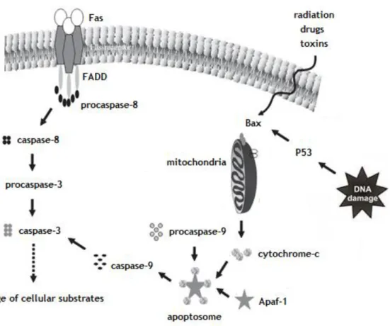 Figure 9 - The two main apoptotic pathways. The mitochondria-mediated cell death pathway involves  a complex set of proteins that regulate the integrity of the mitochondrial membrane
