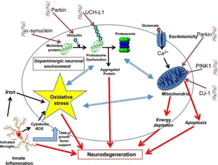 Figure  2  -  Key  molecular  mechanisms  that  result  in  neurodegenerative  processes  in  PD