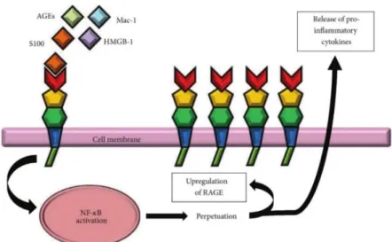 Figure 4- RAGE signalling resulting in sustained inflammation by activation  of the transcription factor  NF-kB