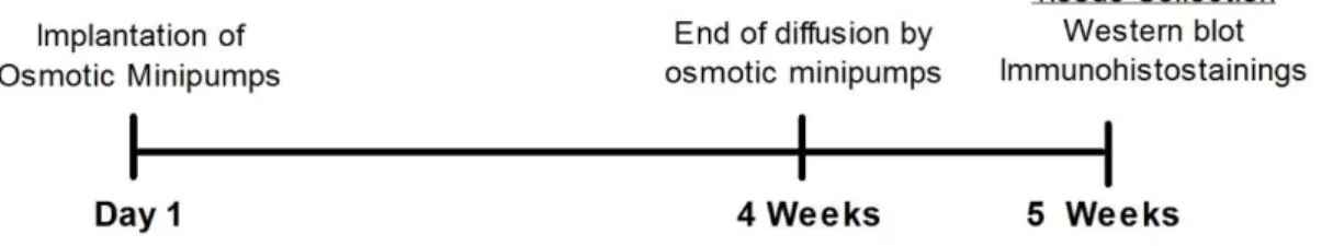 Figure 7- Timeline experiments for PQ chronic administration carried out in vivo. 