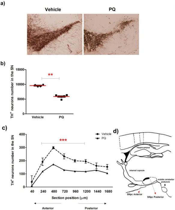Figure 12- Dopaminergic neuronal degeneration induced by chronic exposure to PQ. (a) Representative  photomicrographs  of  TH-immunostaining  and  quantitative  analysis  (b)  of  the  number  of  TH-positive  dopaminergic  neurons  in  the  SN  of  rats  