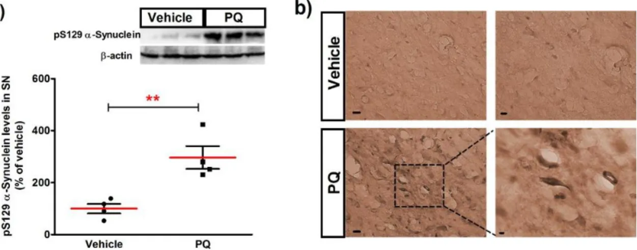 Figure 13- Levels of  alpha -synuclein phosphorylated at serine 129 in the SN of rats exposed to chronic  dose  of  PQ  are  increased