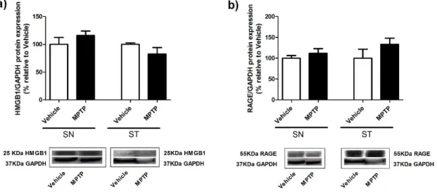 Figure 15- Expression of HMGB1 (a) and RAGE (b) in brain tissues from SN and ST of mice treated with  acute administration of MPTP