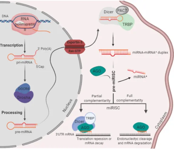 Figure 1. Schematic representation of the miRNA biogenesis (Adapted from Saraiva et al., 2017)