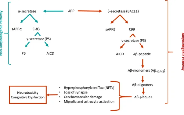 Figure 3. Schematic representation of the possible processing pathways of APP (Adapted from Kumar  and Singh, 2015)