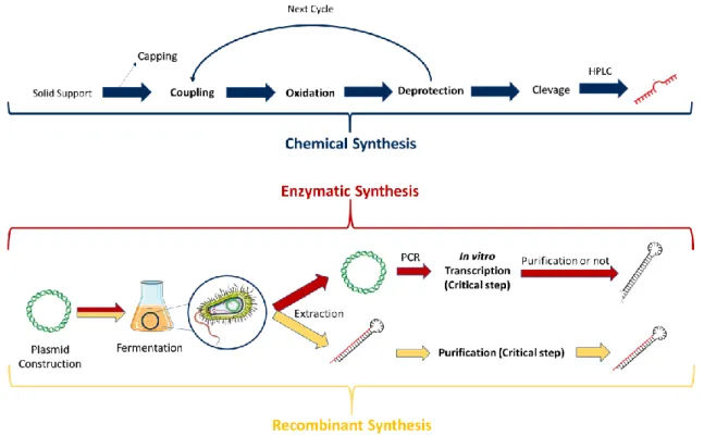 Figure 6. Schematic representation of the three methods currently used to produce microRNAs.
