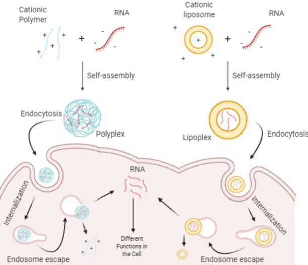 Figure 7. Schematic representation of the polyplex- and lipoplex-based non-viral strategies for  delivering RNA into cell (Adapted from Wu et al., 2018)