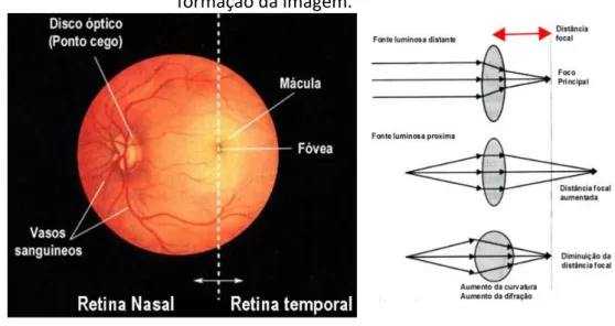 Figura 1 - Anatomia do olho humano e representação gráfica do processo de  formação da imagem
