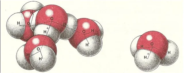 Figura 3: Forma hidratada do ião amónio 
