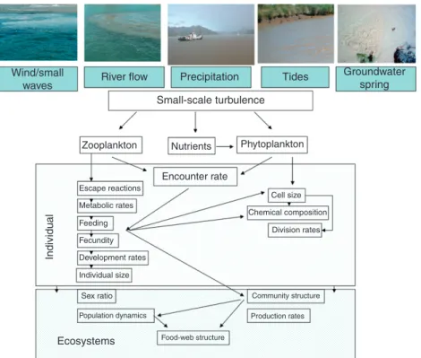 Figure 10  Sources of small-scale turbulence in estuarine and nearshore ecosystems and integration of turbulence effects from individual to ecosystem  levels
