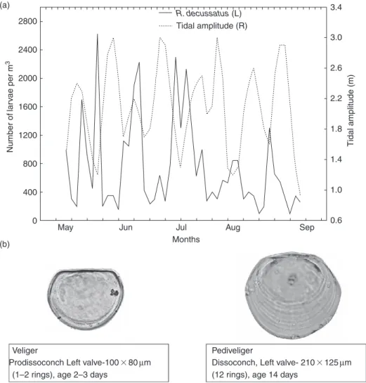 Figure 14  (a) Tidal variability in the abundance of Ruditapes decussatus bivalve larvae in a coastal lagoon (Ria Formosa, SE Portugal) considering all  larval phases (veliger and pediveliger); (b) larval shell microstructure showing intense growth during 