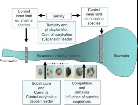 Figure 16  Hydrology and biota interactions affecting the distribution of benthic estuarine fauna
