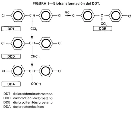 FIGURA  1-Biotransformación  del  DDT. 