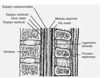 Figura 3: Anatomia do espaço epidural  (16) . 